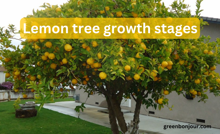 Lemon Trees Lemon Tree Growth Stages September