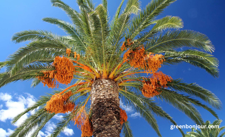 palm tree vs palmetto tree