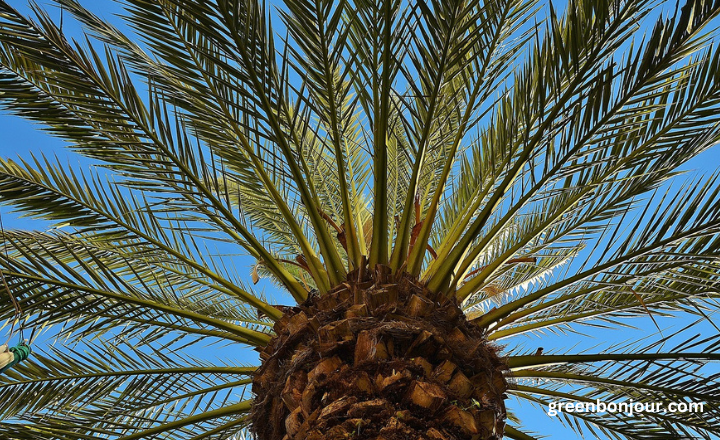 palmetto tree vs palm tree