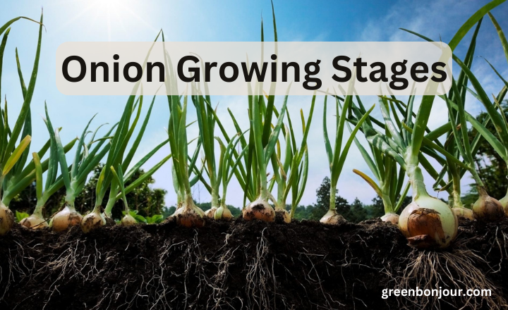 Onion Growing Stages