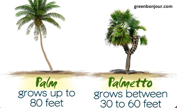 palm tree vs palmetto