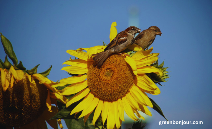 what animals eat sunflower seeds