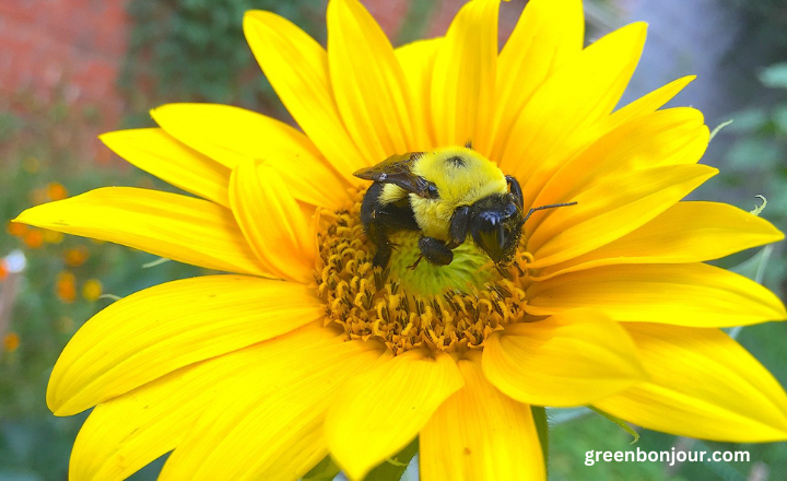 what eats sunflowers