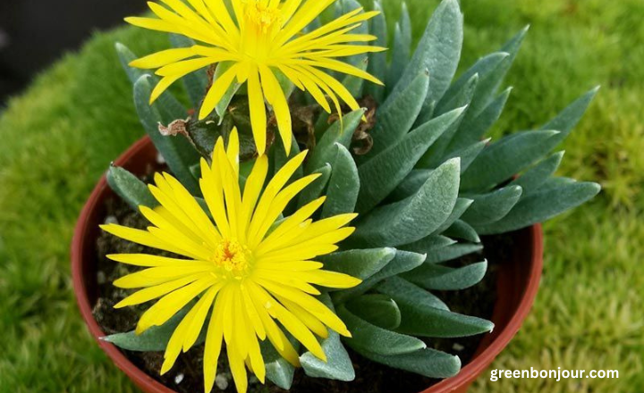 plant that looks like aloe vera