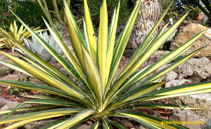 succulent that looks like aloe