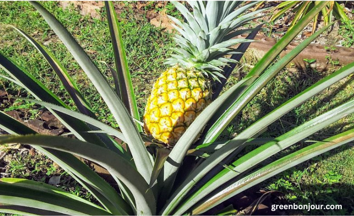 plant that looks like aloe vera without spikes