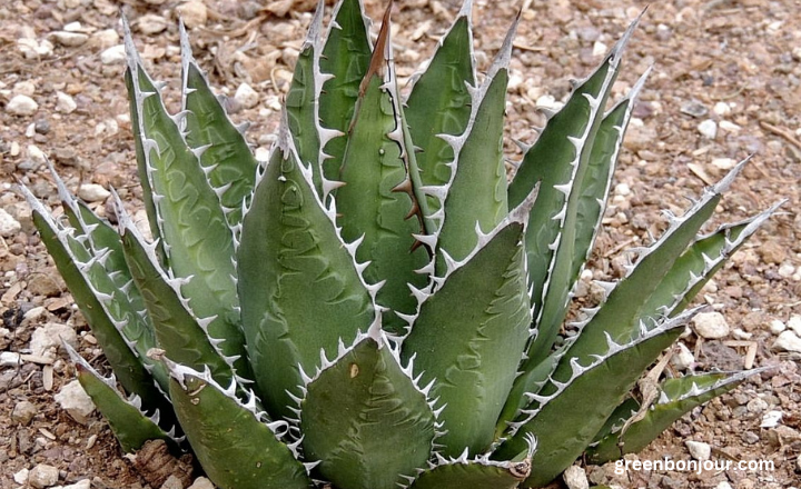 succulent that looks like aloe