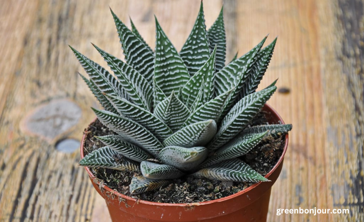 plants that look like aloe vera
