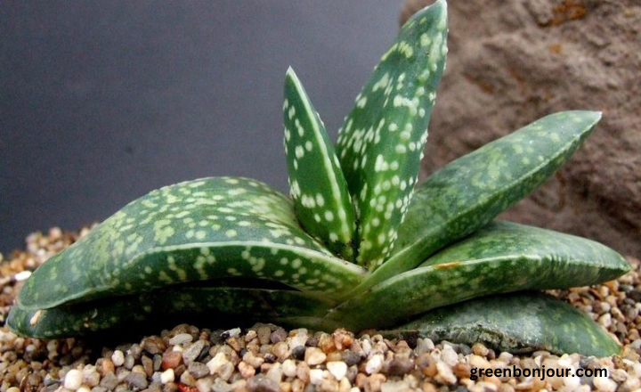 plant that looks like aloe