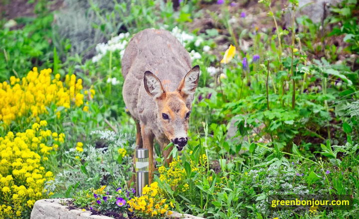 do deer like marigolds

