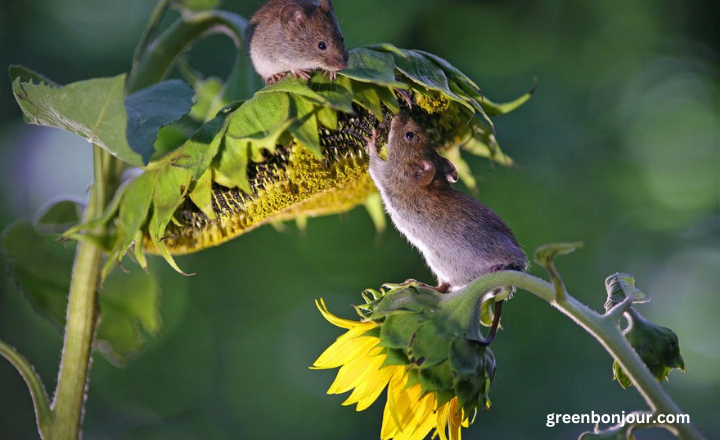 what eats sunflowers