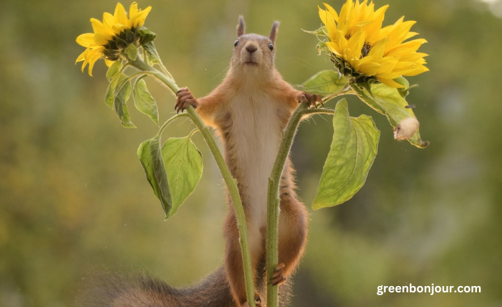 what eats a sunflower