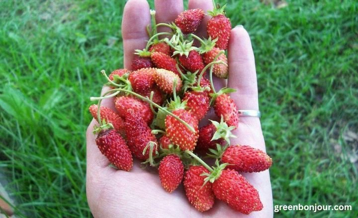 how often should i water my strawberry plants