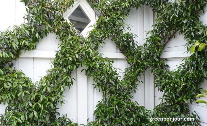 Climbing Star Jasmine Trellis