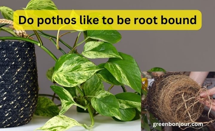 Do pothos like to be root bound