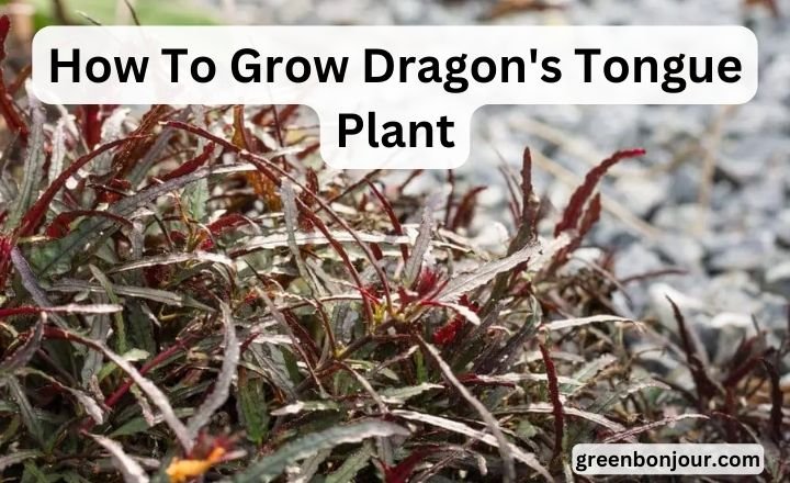 Dragon's Tongue Plant