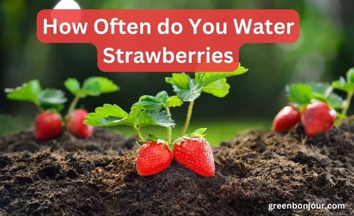 How Often do You Water Strawberries