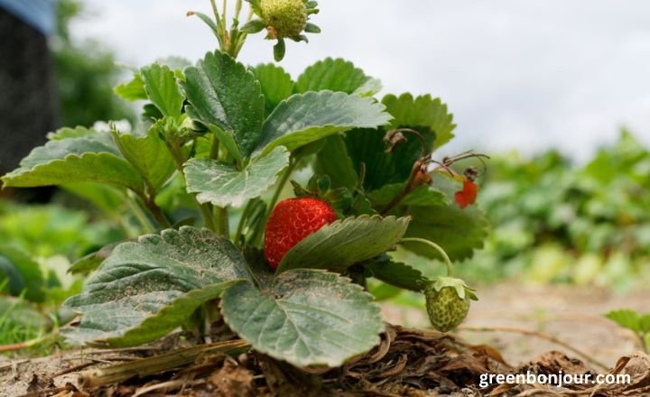 how often do you water strawberries