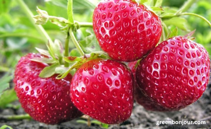 how often do you water strawberry plants