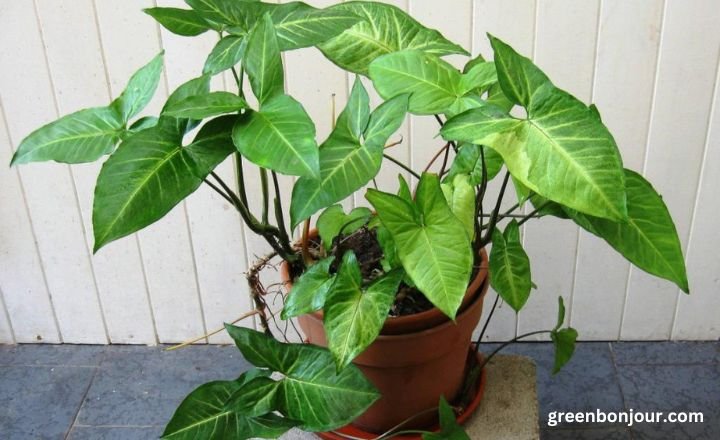 how to care for syngonium podophyllum