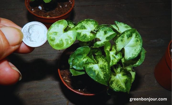 syngonium plant indoor