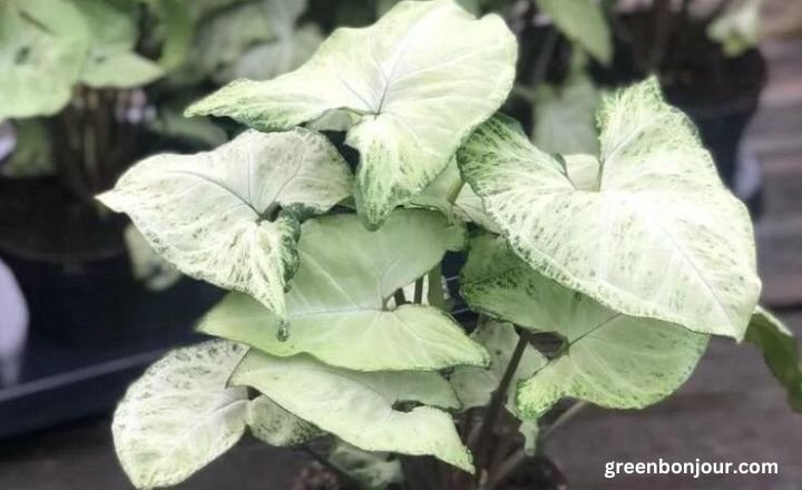 syngonium varieties