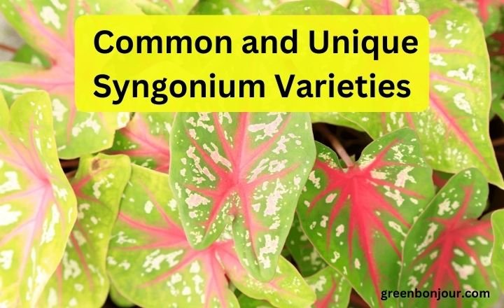 Syngonium Varieties