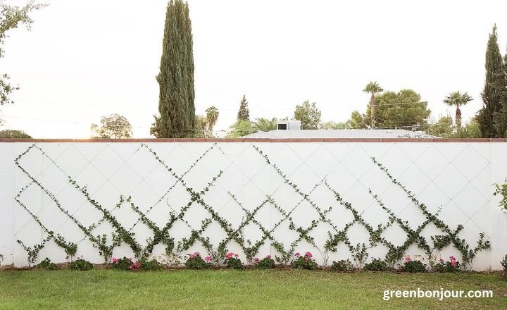 star jasmine wall