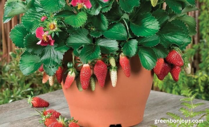 should i water strawberries every day