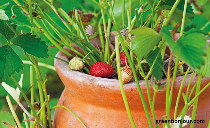 how often should you water strawberries