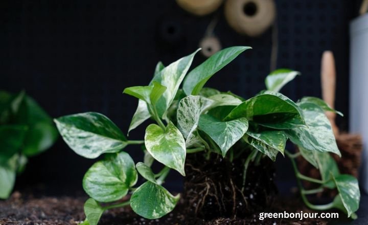 does pothos like to be root bound