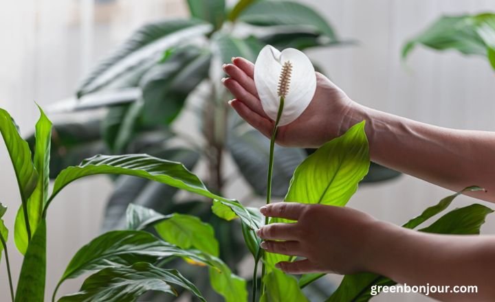 peace lily flower turning green