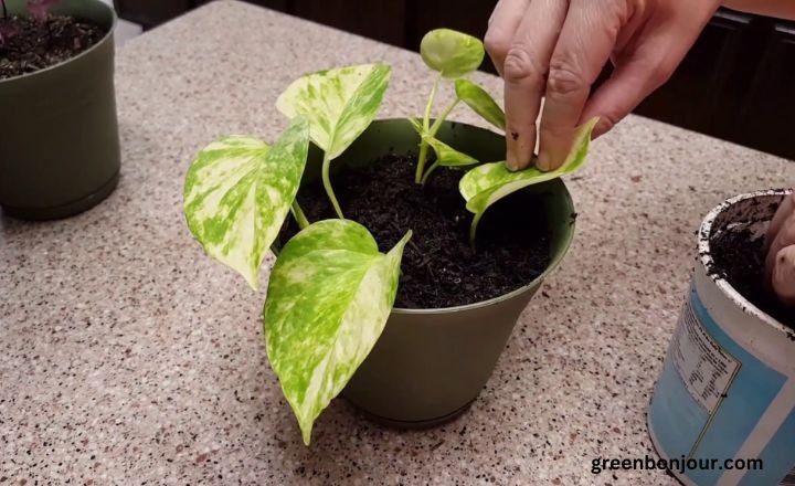 pothos root bound