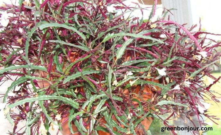 dragon's tongue plant