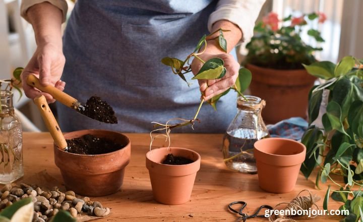 rootbound pothos