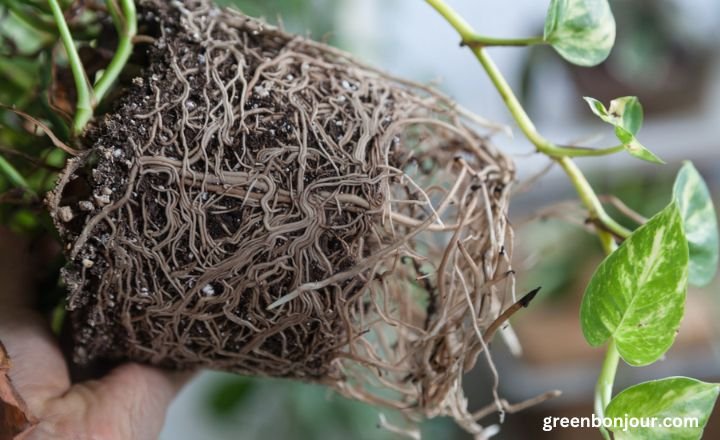 do pothos like to be root bound