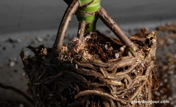 root rot monstera