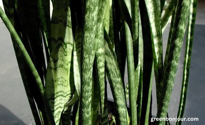 dragons tongue plant