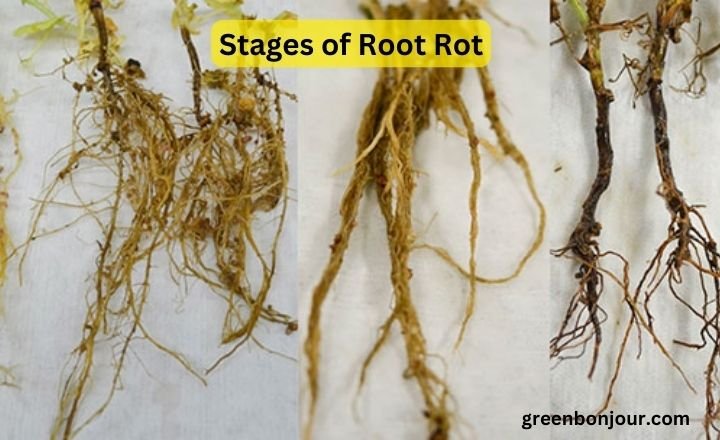 monstera root rot pictures