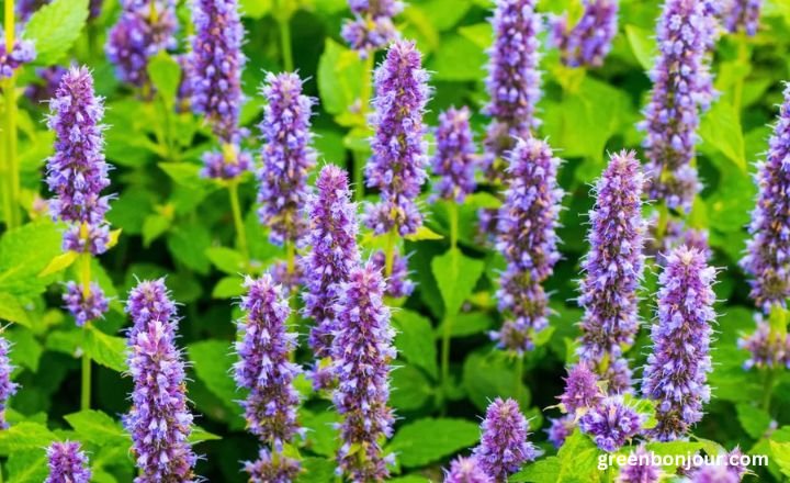 purple flower herb

