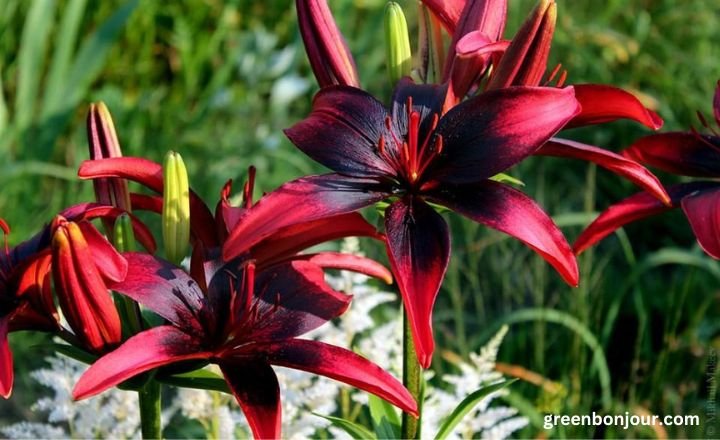 rubrum lilies

