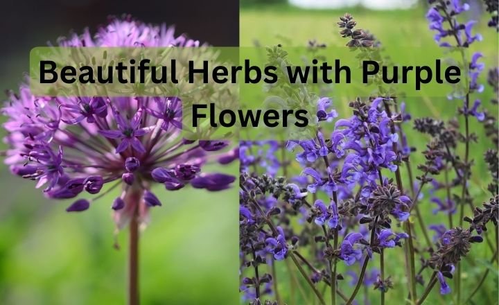 Beautiful Herbs with Purple Flowers