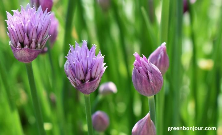 tall purple flowers


