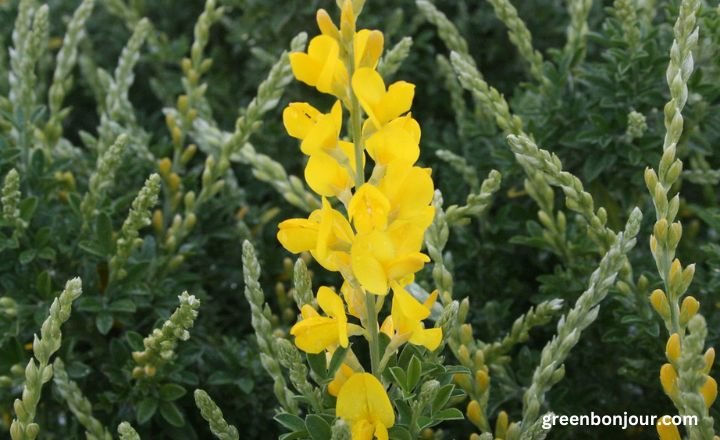 genista racemosa

