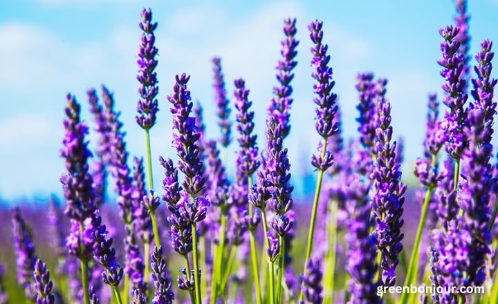 herbs with purple flowers

