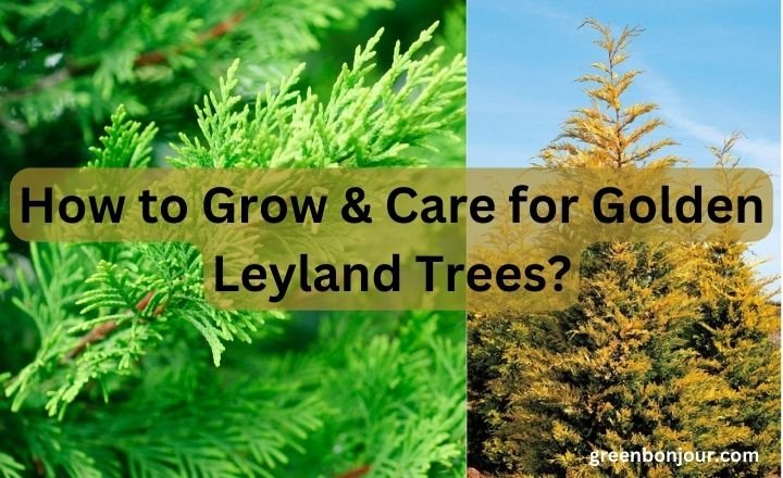 Leyland cypress