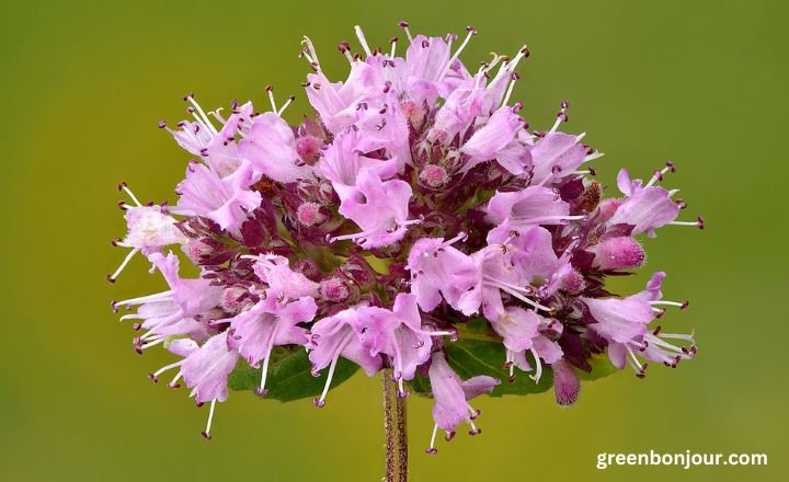 purple herbs

