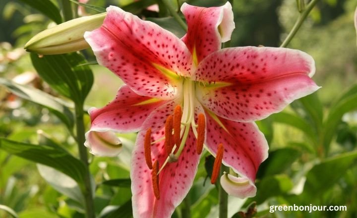 how to make lilies bloom overnight

