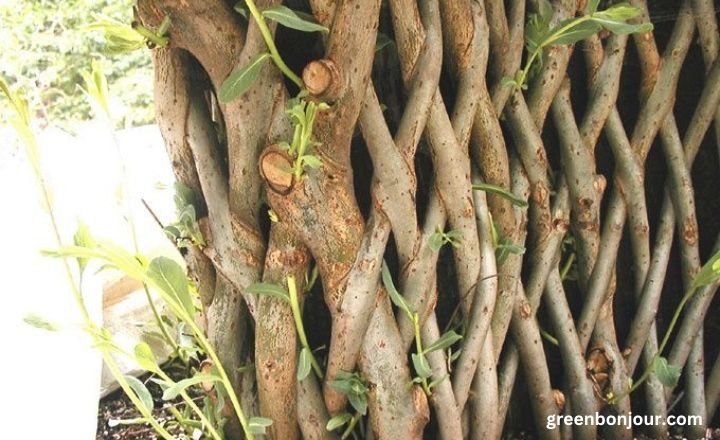 living willow fence

