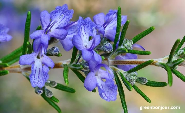 herb with purple flowers

